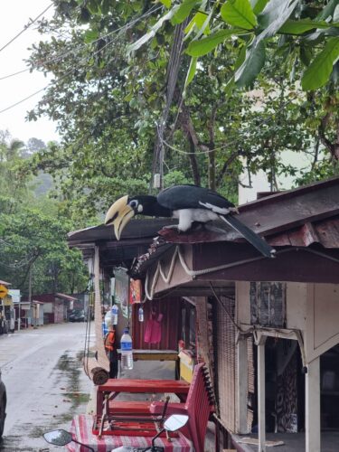 Mal wieder ein Nashornvogel vor dem Restaurant