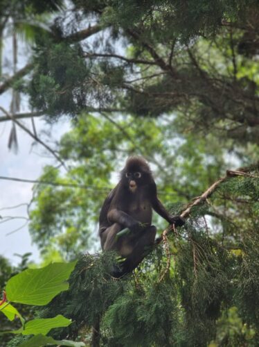 Dusty Leaf Monkey