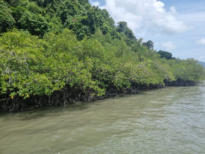 Mangrovenwald vom Boot aus