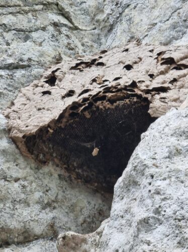 Verlassenes Hornissennest
