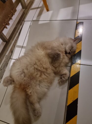 Katze 1/3 der Unterkunft