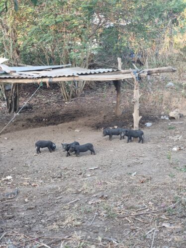 Tierische Dorfbewohner