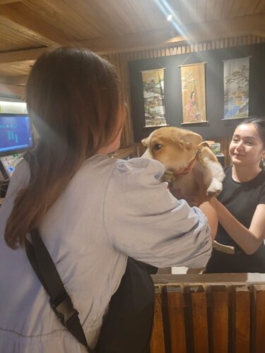Ein kleiner Corgie