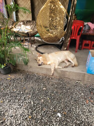 Doggo bei unserer Unterkunft