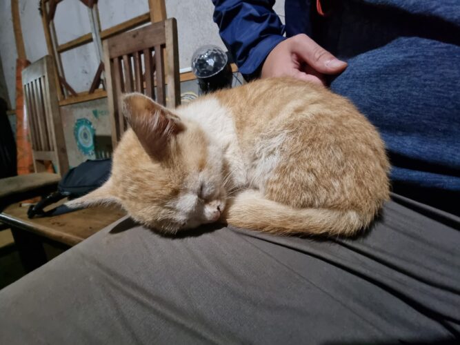 Baby Kitten