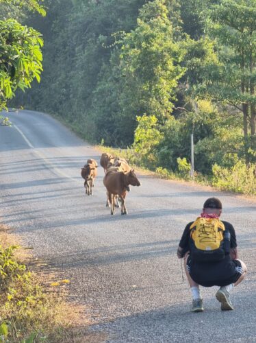 Kühe in Laos - immer da, immer nah