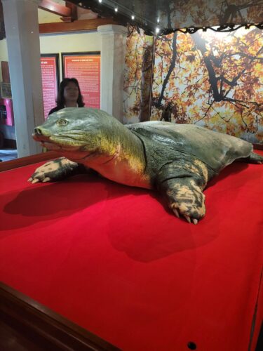 Mumifizierte Schildkröte