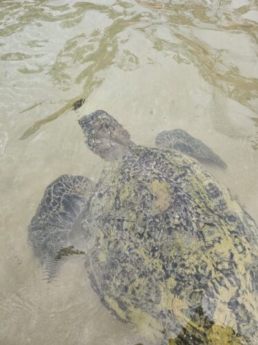 Schildkröte am Strand