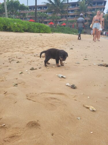 Welpe am Strand