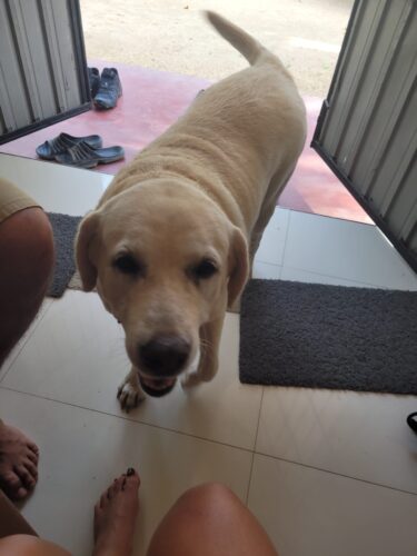 Chunky Doggo