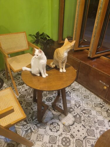 Katzen in der Unterkunft