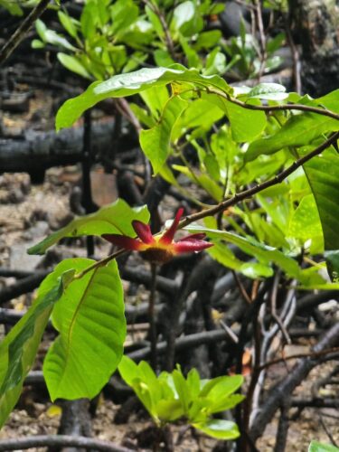 Laut Peter eher selten - Blüten in den Mangroven