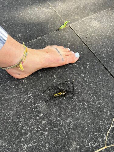 Hier gibt es auch... Spinnen